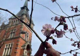 Etwa 40 japanische Zierkirschen zieren derzeit die Oldenburger Innenstadt und sorgen bis zu den Osterfeiertagen für einen Hauch Frühling. Foto: Stadt Oldenburg