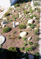 Dachgarten mit verschiedenen Pflanzen. Foto: Vogel