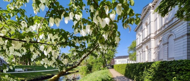 Blühender Taschentuchbaum in den Oldenburger Wallanlagen. Foto: Hans-Jürgen Zietz