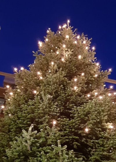 Der Weihnachtsbaum auf dem Rathausmarkt. Foto: Stadt Oldenburg