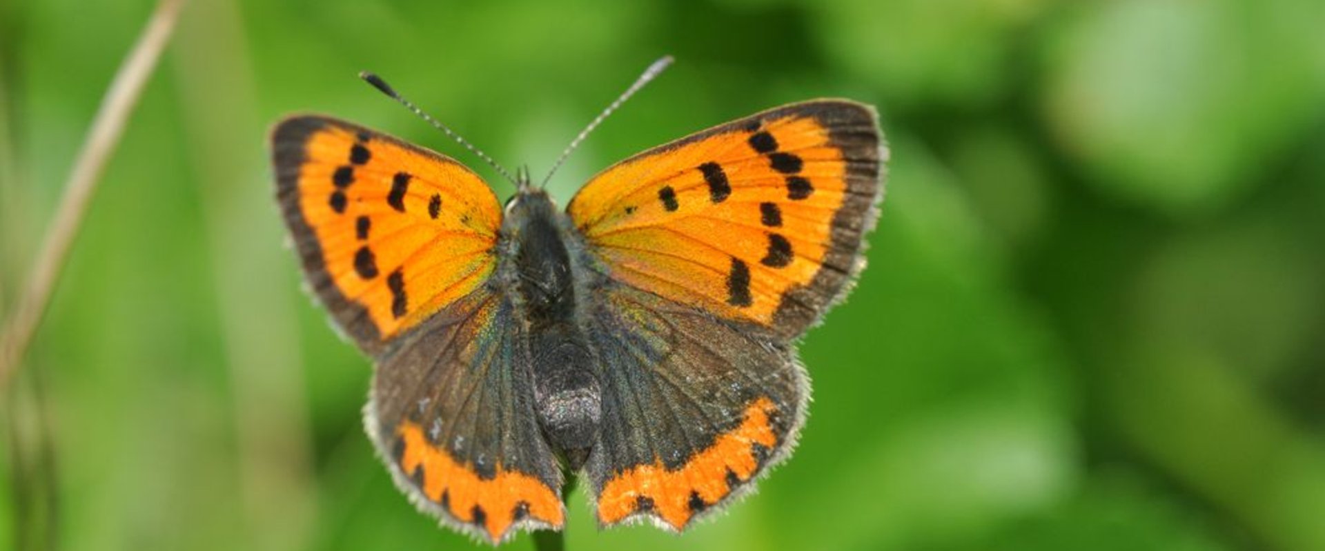 Kleiner Feuerfalter. Foto: Schmetterling-Raupe.de