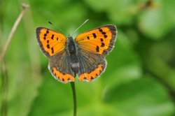 Kleiner Feuerfalter. Foto: Schmetterling-Raupe.de