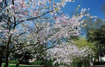 Rosarote Blütenträume: Frühling am Oldenburger Cäcilienplatz