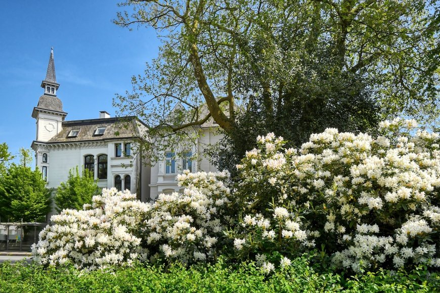 Blühender Weißdorn am Haarenufer. Foto: Hans-Jürgen Zietz