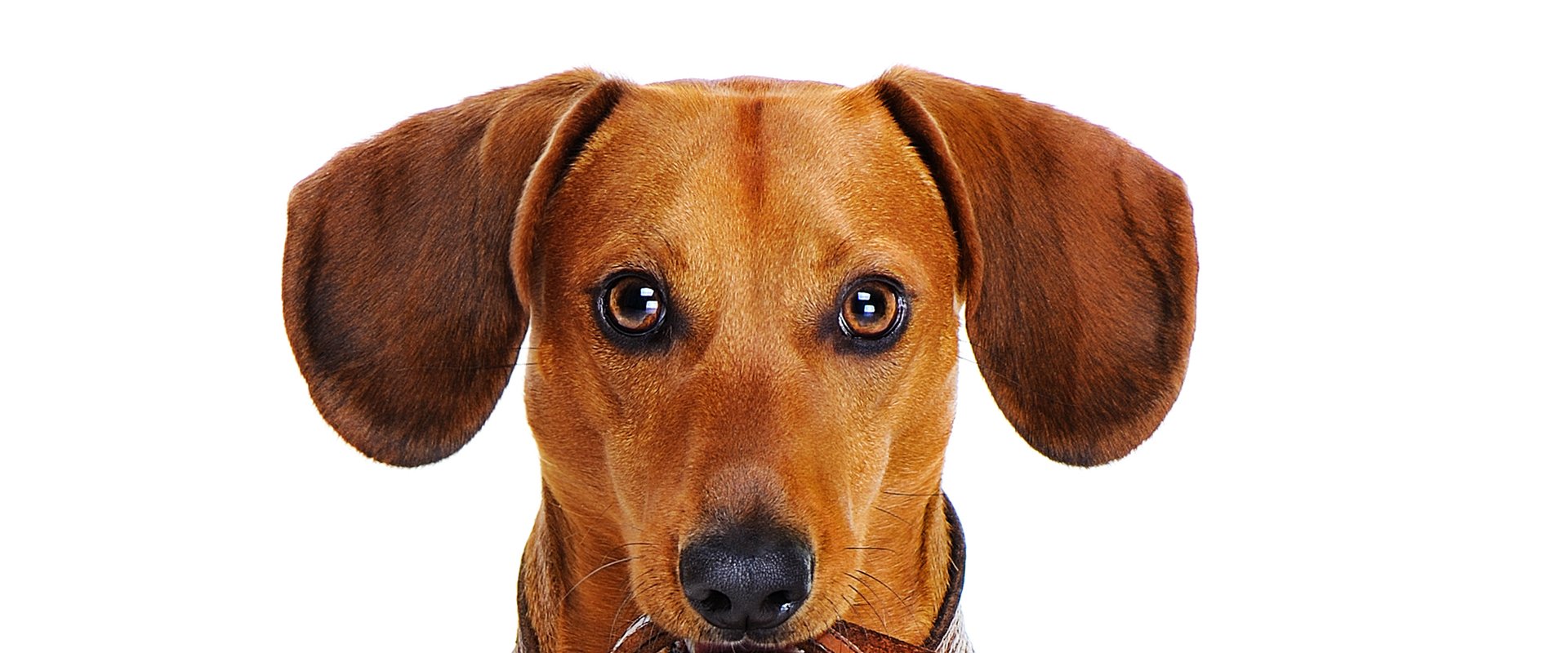Hund mit Leine. Foto: iagodina/Fotolia.com