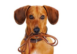 Hund mit Leine im Maul. Foto: Iagodina/Fotolia