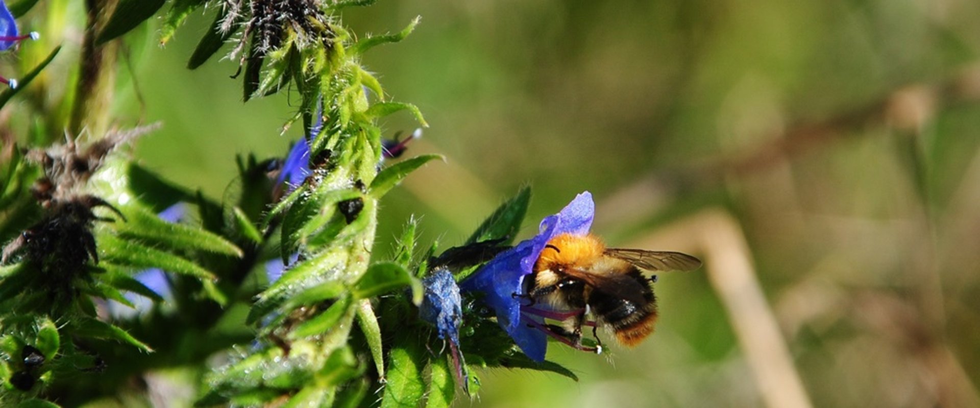 Acker-Hummel. Foto: Louisa Bohr