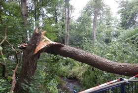 Der Baum zeigte sich im Kern sehr morsch, was offensichtlich zu seinem Umsturz geführt hat. Bild: Stadt Oldenburg