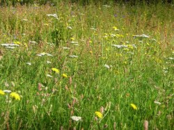Wildblumenwiese. Foto: Stadt Oldenburg