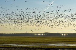 Wildgansschwarm über den Bornhorster Huntewiesen. Foto: Hans-Jürgen Zietz 
