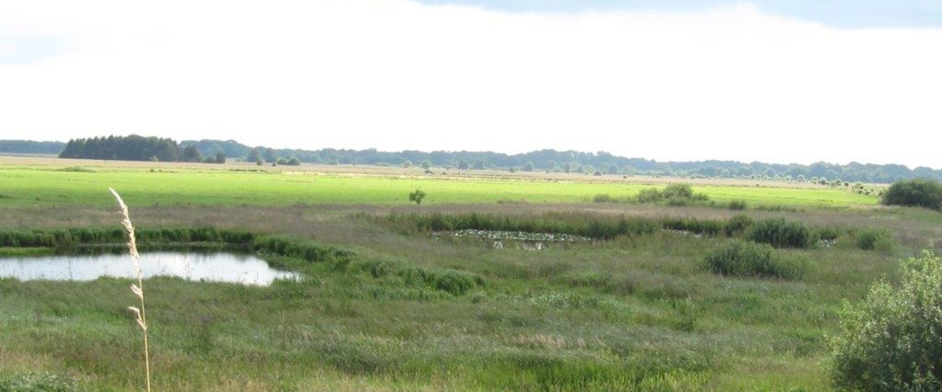 Blick in eine grüne Naturlandschaft. Foto: Stadt Oldenburg