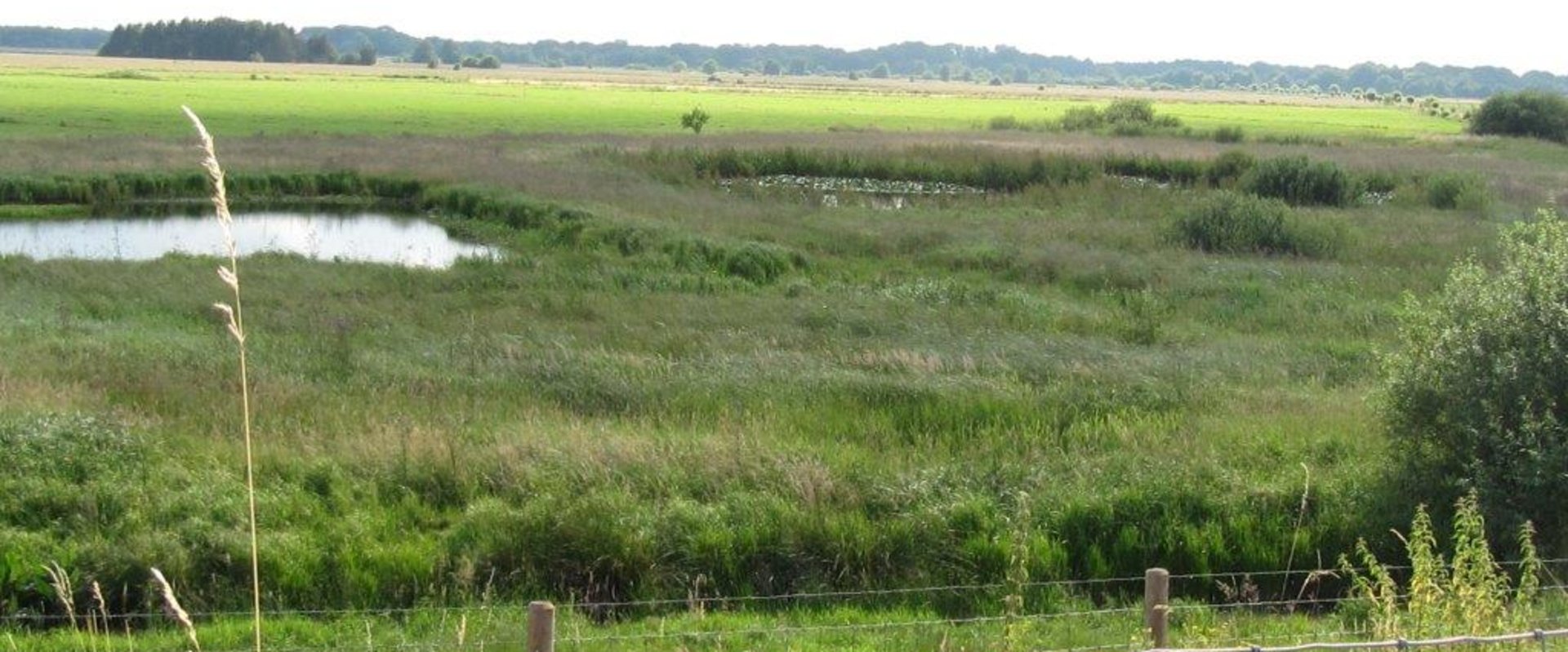 Blick in eine grüne Naturlandschaft. Foto: Stadt Oldenburg