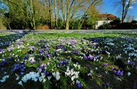 Krokusse im Schlossgarten. Foto: Hans-Jürgen Zietz