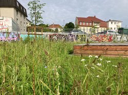 Die ersten Blüten zeigen sich bereits auf der Wiese. Foto: Stadt Oldenburg