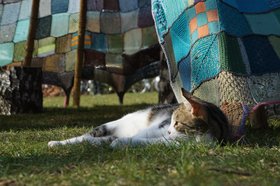 Eine Katze sonnt sich vor dem „Tipi“. Foto: Stadt Oldenburg.