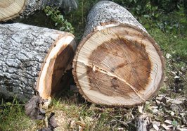 Gefällter Baum. Foto: Lena Svensson/Pixabay