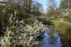 Frühlingsblüten in den Oldenburger Wallanlagen. Foto: Hans-Jürgen Zietz
