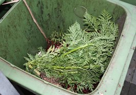 Eingeforene Biotonne. Foto: Stadt Oldenburg