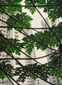 Marco van Duyvendijk, Papaya leaves, Farbfotografie, 2010