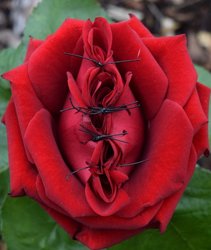 Zugenähte rote Rose. Foto: Stadt Oldenburg