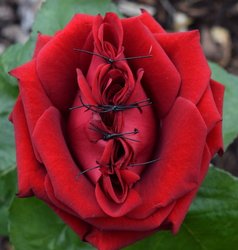 Zugenähte rote Rose. Foto: Stadt Oldenburg