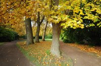 Tulpenbäume in Herbstfärbung (2013). Foto: Hans-Jürgen Zietz