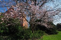 Blühende Büsche und Sträucher im Schlossgarten. Foto: Hans-Jürgen Zietz