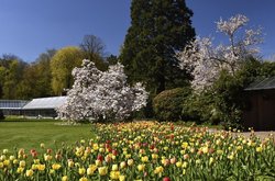 Blühende Tulpen und Ziersträucher im Oldenburger Schlossgarten. Foto: Hans-Jürgen Zietz