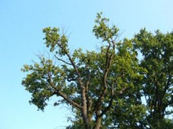 Eine Baumkrone, die an einigen Stellen zwar Äste, aber keine Blätter hat. Foto: Stadt Oldenburg