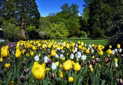 Blühende Tulpen im Oldenburger Schlossgarten. Foto: Hans-Jürgen Zietz