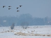 Landeanflug über den Bornhorster Huntewiesen