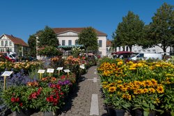 Blumen und Pflanzen auf dem Wochenmarkt auf dem Pferdemarkt. Foto: Sascha Stüber