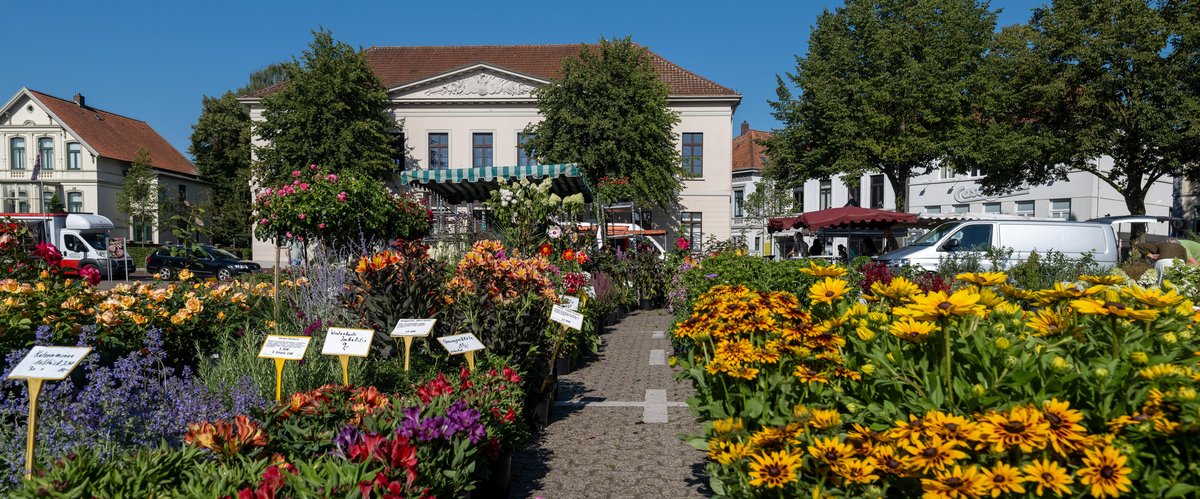 Blumen und Pflanzen auf dem Wochenmarkt auf dem Pferdemarkt. Foto: Sascha Stüber