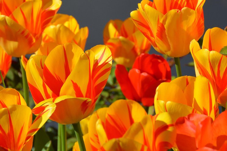Gelb-rote Tulpen. Foto: Anncapictures/Pixabay.de