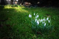 Schneeglöckchen im Oldenburger Schlossgarten (2014). Foto: Hans-Jürgen Zietz