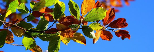 Ast am Baum mit bunten Herbstblättern. Foto: Hans/Pixabay