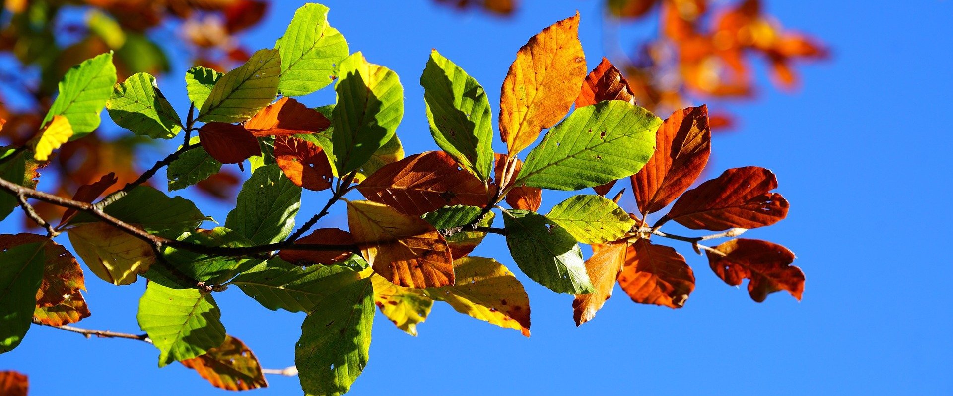 Ast am Baum mit bunten Herbstblättern. Foto: Hans/Pixabay