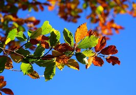 Ast am Baum mit bunten Herbstblättern. Foto: Hans/Pixabay