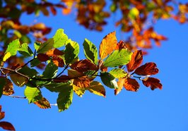 Ast am Baum mit bunten Herbstblättern. Foto: Hans/Pixabay