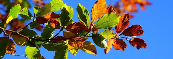 Ast am Baum mit bunten Herbstblättern. Foto: Hans/Pixabay