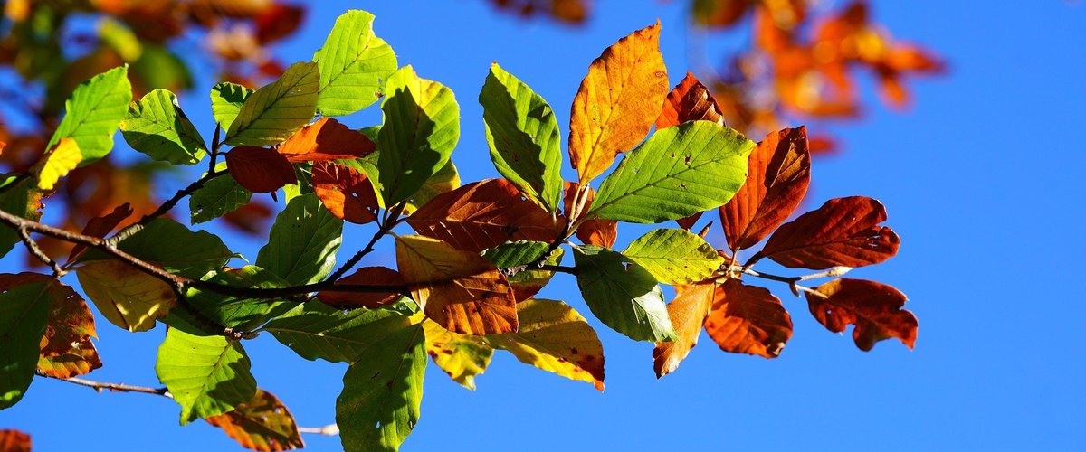 Ast am Baum mit bunten Herbstblättern. Foto: Hans/Pixabay
