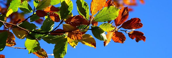 Ast am Baum mit bunten Herbstblättern. Foto: Hans/Pixabay