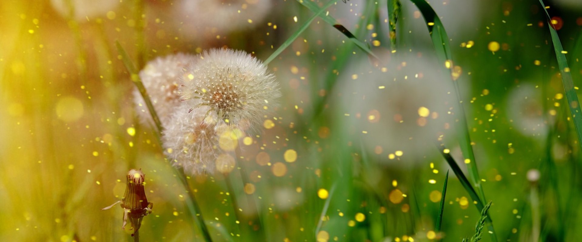 Pusteblume des Löwenzahn. Foto: Bru-nO/Pixabay