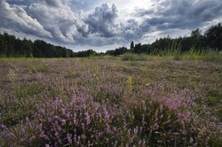 Naturschutzgebiet „Bahndammgelände Krusenbusch". Foto: Hans-Jürgen Zietz