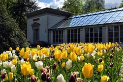 Blühende Tulpen im Oldenburger Schlossgarten. Foto: Hans-Jürgen Zietz
