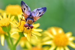 Breitflüglige Raupenfliege an Jacobskreuzkraut. Foto: Hans-Jürgen Zietz 