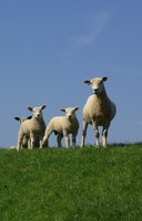 Schafe auf dem Huntedeich