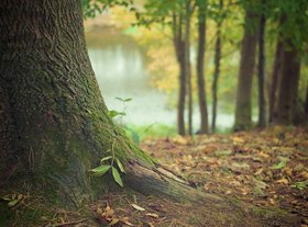 Baumstamm im Wald.Quelle: picography/pixabay.com