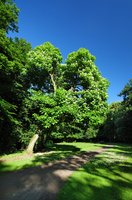 Trompetenbaum (Catalpa). Foto: Hans-Jürgen Zietz