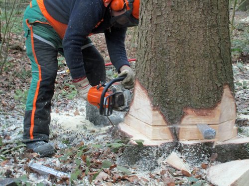 Städtische Mitarbeiter fällen befallene Fichten.